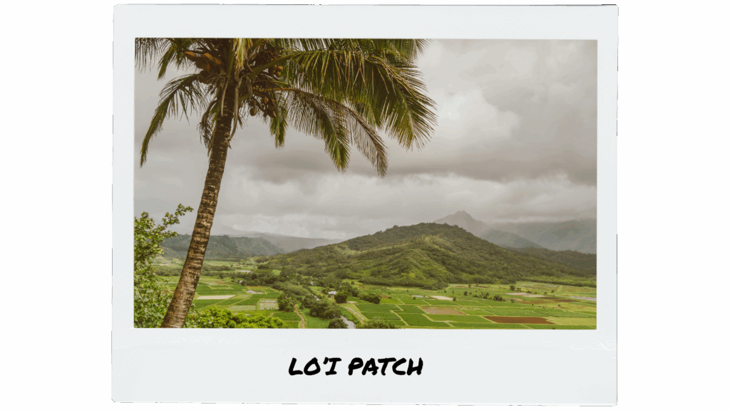 loi patch polaroid