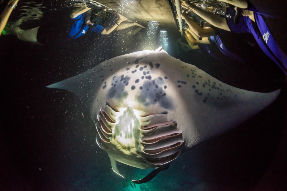 night manta experience