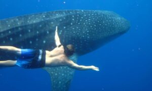 night manta experience