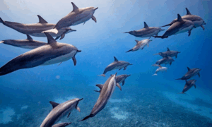 semi private eco raft lanai snorkel dolphin watch